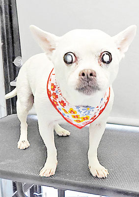 新山ランちゃん