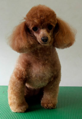 森崎ネネちゃん