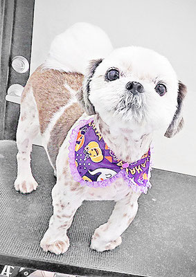 海江田チャ太郎ちゃん