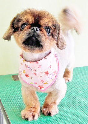 大里キラちゃん