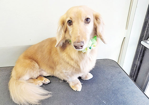 片山マルルちゃん