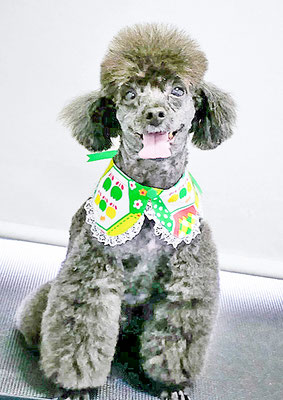 竹崎ルフィちゃん