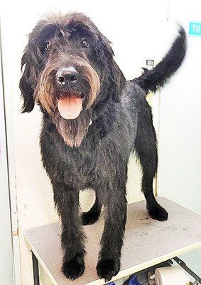 田代ロッティちゃん