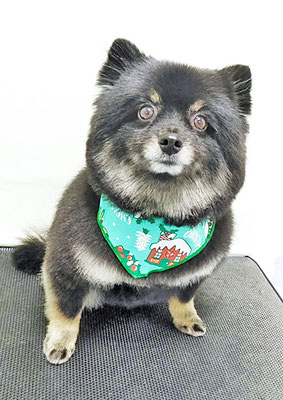 福山ポパイちゃん