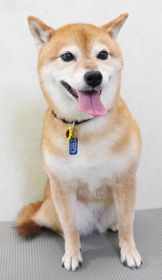 藤井リンちゃん