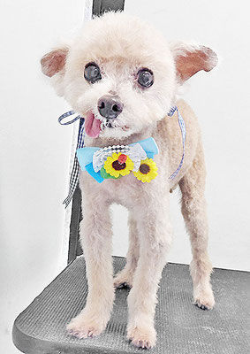 野口ティガちゃん