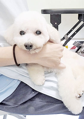 三宅美豚ちゃん