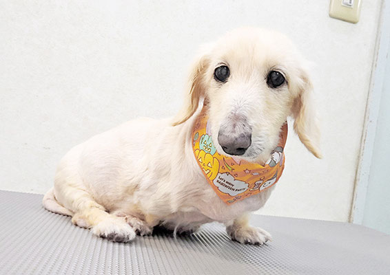 鳥越ハッピーちゃん