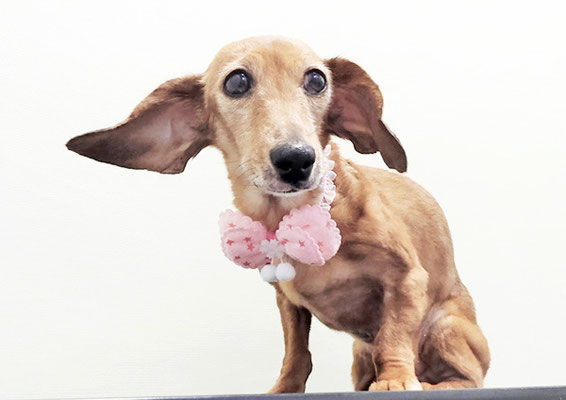 別府モモちゃん