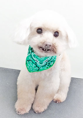 田淵コマロちゃん