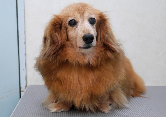 川吉モモちゃん