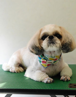 飯田シシマルちゃん