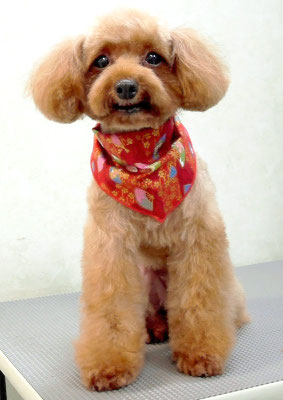 森田ポポちゃん