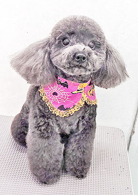 石田おはぎちゃん