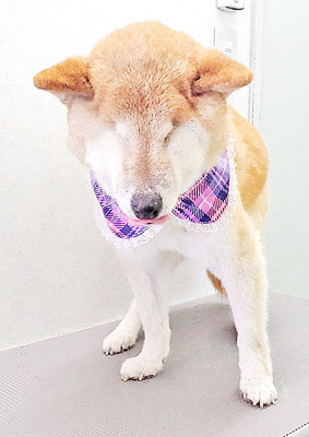 瀧川カルちゃん