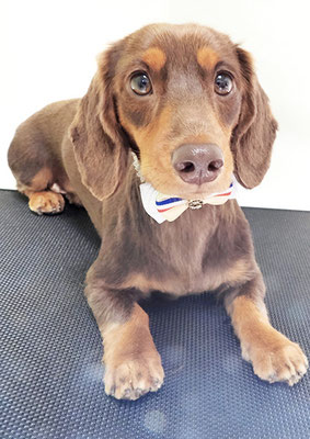 古木ポムちゃん