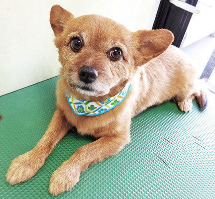 助村るうちゃん