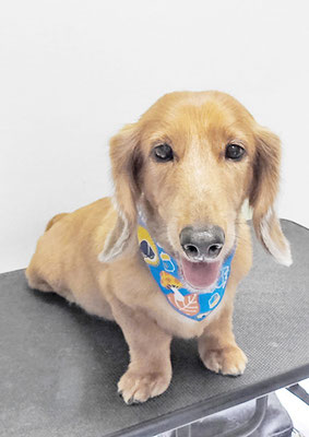 伊藤みとらちゃん