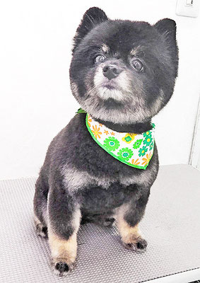 福山ポパイちゃん