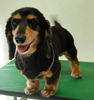 斉野平サンジちゃん