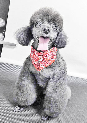 竹崎ルフィちゃん