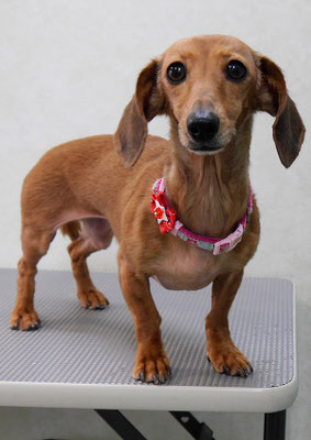 別府モモちゃん