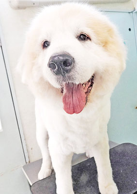 田代メイちゃん