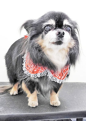 福留まろちゃん