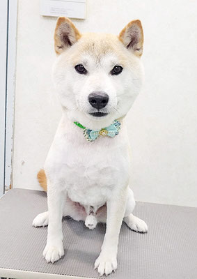 加治佐しかまるちゃん