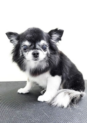 八木クロちゃん