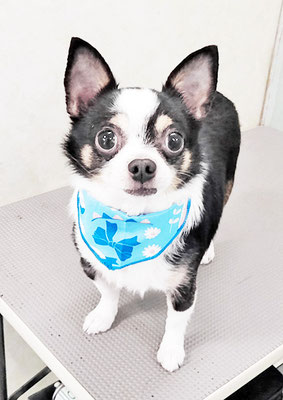 大山ビビちゃん