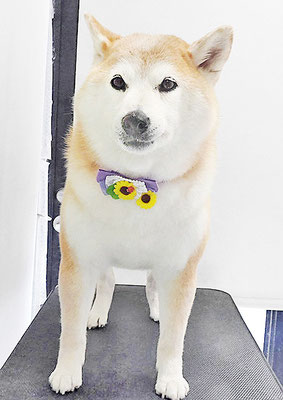 川﨑すももちゃん