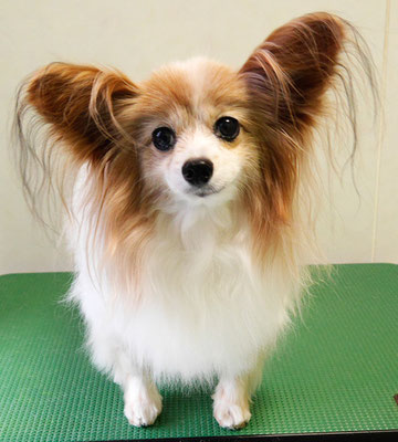 児島ヴィヴィアンちゃん