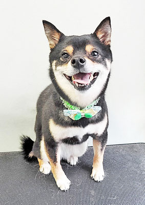 中尾あんずちゃん