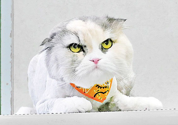 神田くーくーちゃん