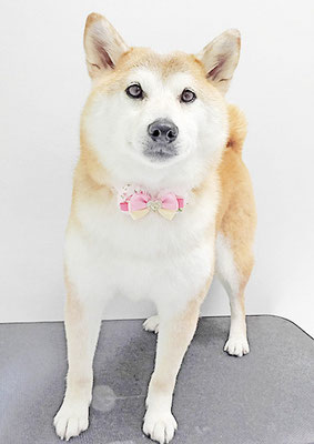 川﨑すももちゃん