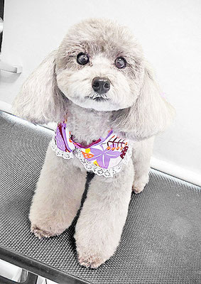 田中ロビンちゃん