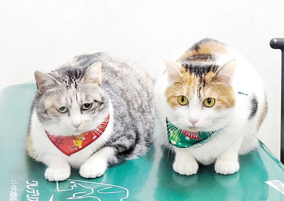 (左)下島ミーちゃん(右)はなちゃん