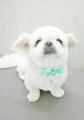 本多かずはちゃん