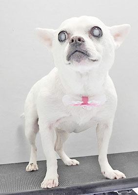 新山ランちゃん