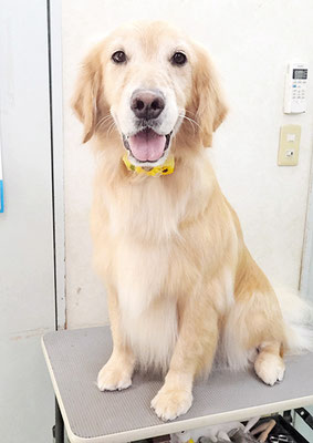 片柳ハークちゃん