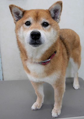 大井ジュンちゃん