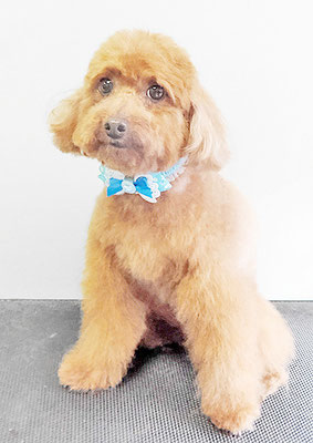 古市りんちゃん