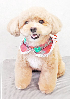 丸山小琴ちゃん