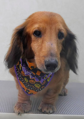 下唐湊モモちゃん