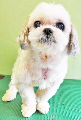 山本サランちゃん