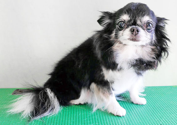 森崎クロちゃん