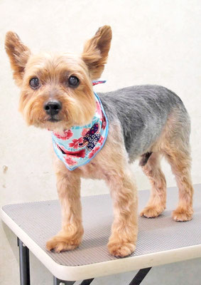 中野ルパンちゃん