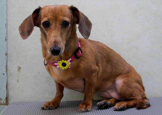 別府モモちゃん