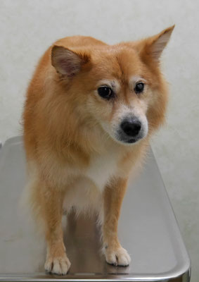 村松ゴンちゃん